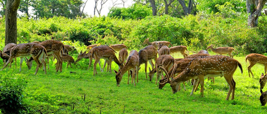 bandipur 3days tour