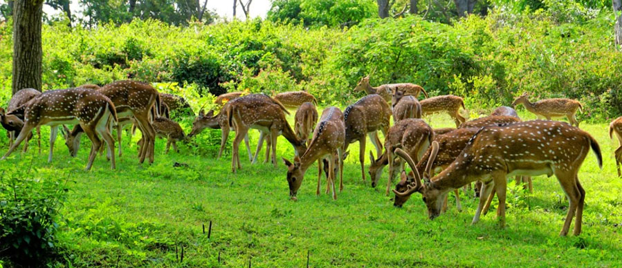 bandipur tour from mysoor