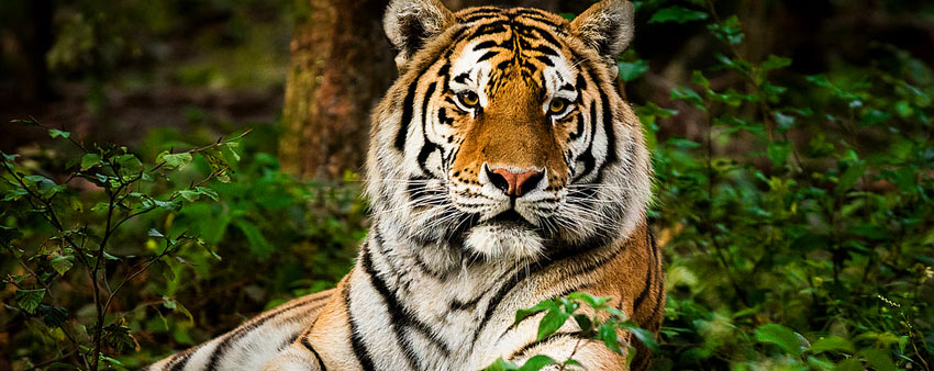 bandipur tour package