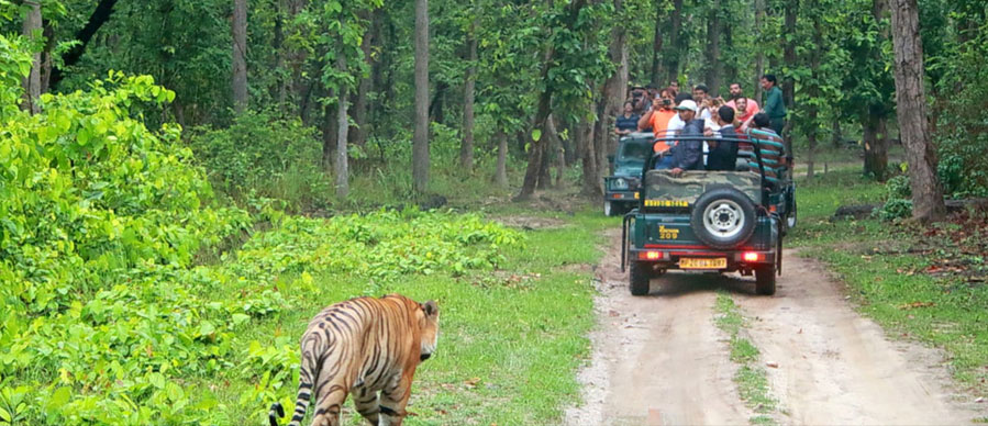bandipur safari tour