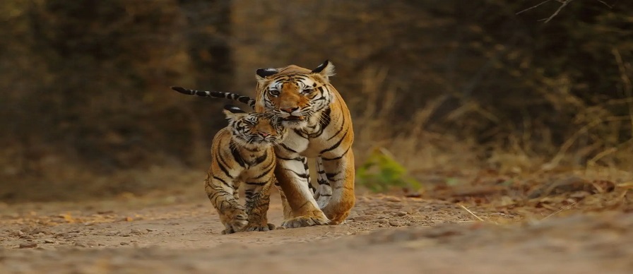 bandipur summer