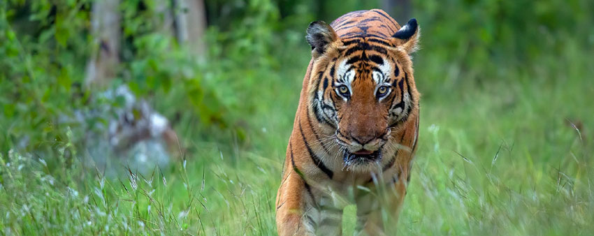 tiger in bandipur