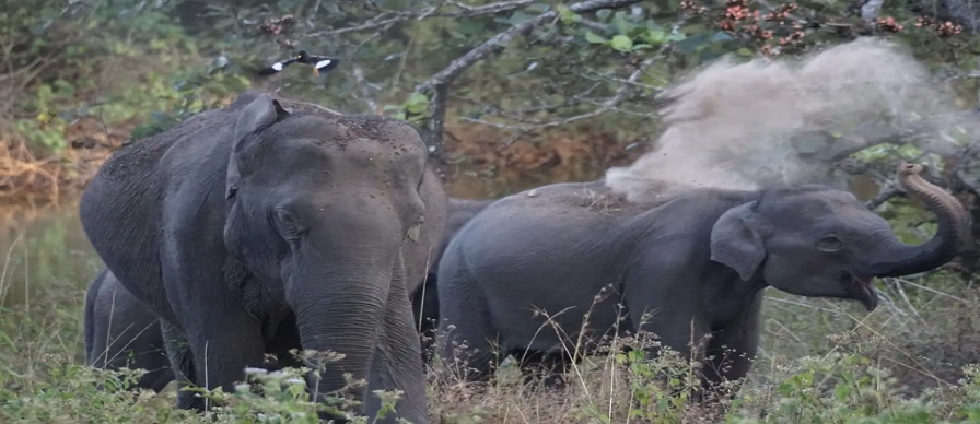 bandipur tour