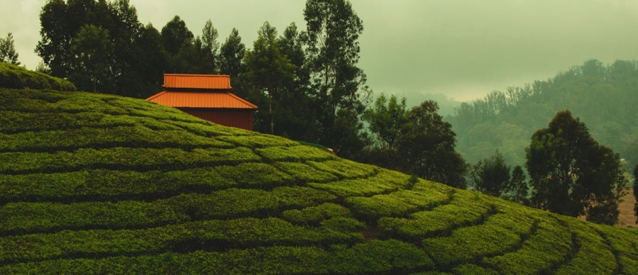 bandipur tour from ooty