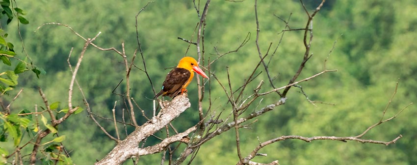 bandipur bird watching