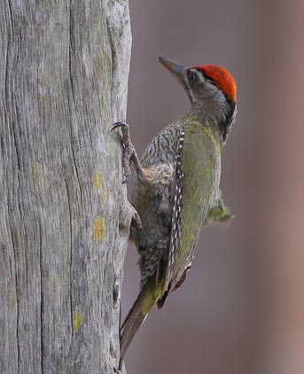 birds in bandipur