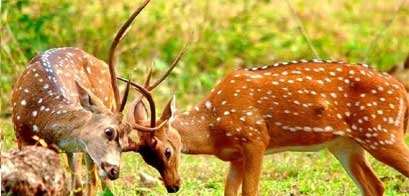 bandipur deers fight