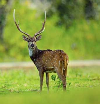 Fauna in Bandipur National Park Fauna in Bandipur National Park