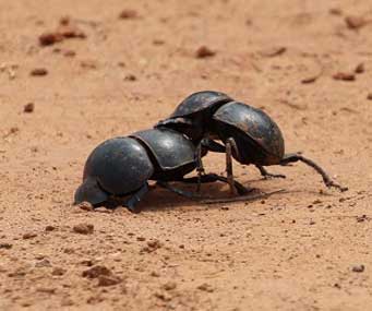  bandipur fauna