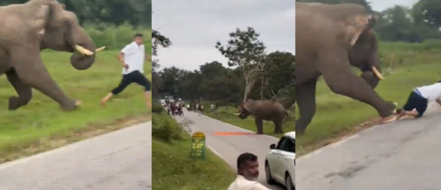 elephant attack in bandipur
