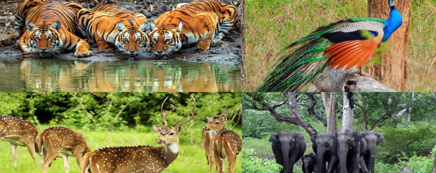 bandipur wildlife explore