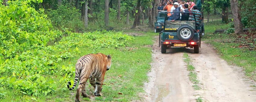 bandipur national park jeep safari