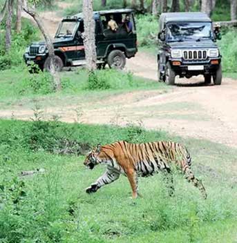 jeep safari bandipur