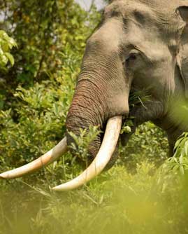 elephants in bandipur