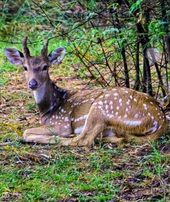 species in bandipur