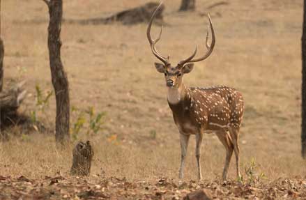 privacy policy bandipur