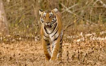tiger in bandipur