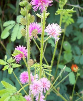 bandipur wildflower